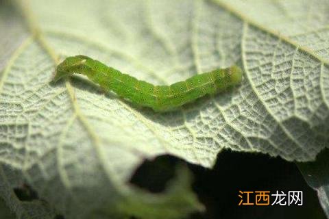 高效氯氟氰菊酯 使用方法 高效氯氰菊酯使用方法