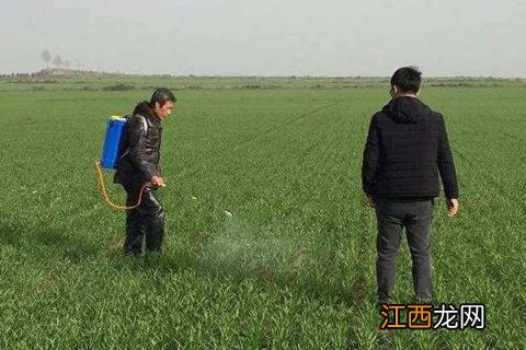 麦子除草剂什么时候打 麦苗除草剂什么时候打