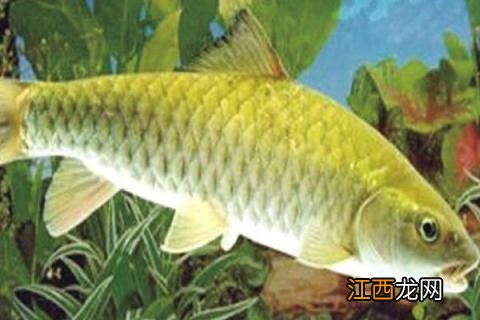 四大家鱼养殖技术和密度 四大家鱼养殖每亩密度