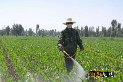 二甲戊灵的使用禁忌，使用方式和次数要注意