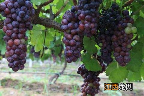 克菌丹混用禁忌 克菌丹不能和什么混用