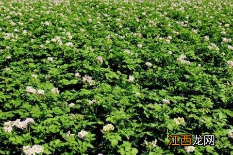 克菌丹混用禁忌 克菌丹不能和什么混用