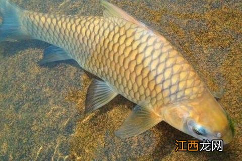 蚕豆养草鱼新技术 蚕豆喂草鱼的好处