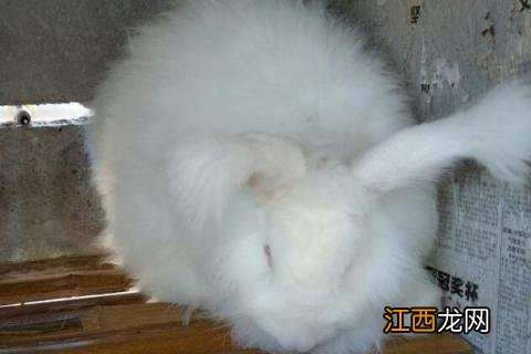 养荷兰兔的注意事项 荷兰长毛兔怎么养
