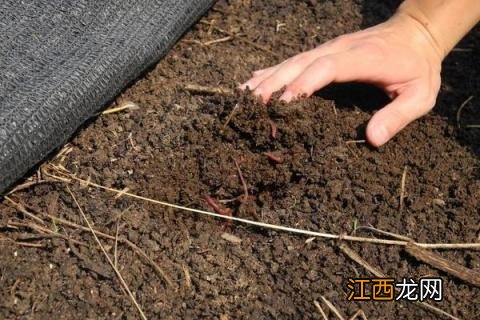 养蚯蚓如何取蚯蚓粪 养蚯蚓怎么收集蚯蚓粪