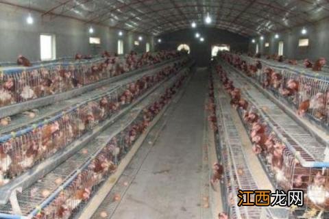 冬季养鸡温度控制 冬季养鸡的温度是最低是多少