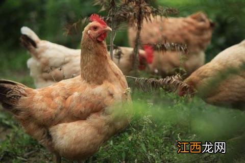 林下养鸡的鸡棚 林下养鸡用什么围网