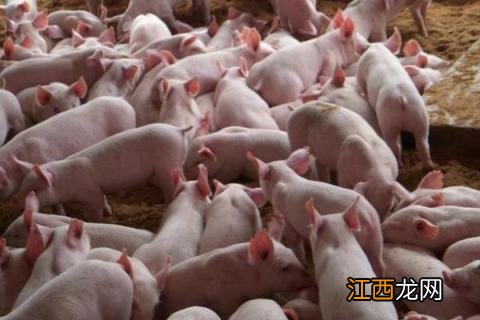 养猪场污水处理 养猪场废水怎么处理