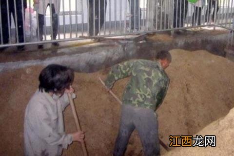 养猪发酵床怎么做 猪发酵床的制作方法