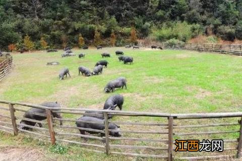 农村自建猪圈 农村猪圈建法