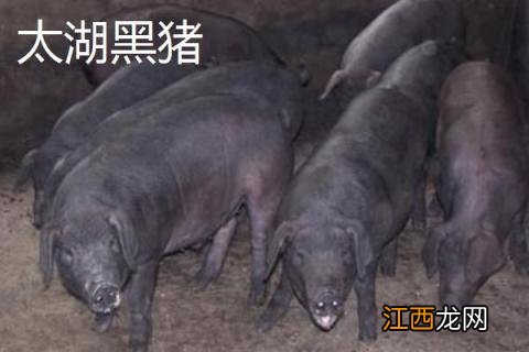 苏太母猪配什么公猪好 苏太母猪配什么公猪最好