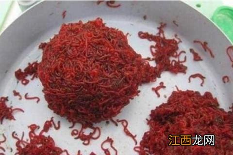 钓鱼的红虫怎么养法 钓鱼的红虫怎么养