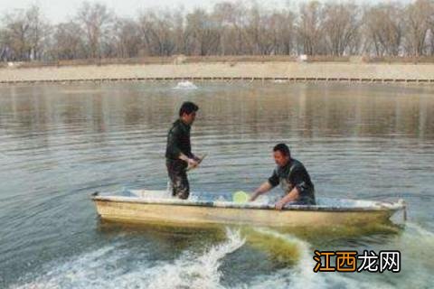 虎虾养殖技术视频 虎虾养殖技术