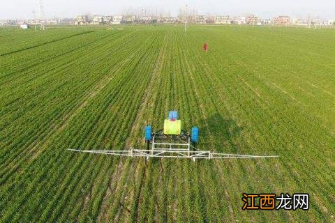 小麦除草时间,什么时候打药合适 小麦除草剂什么时间打药