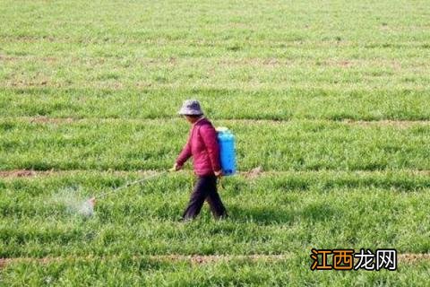 冬季麦田除草的最佳时间，小麦除野麦子最佳时间