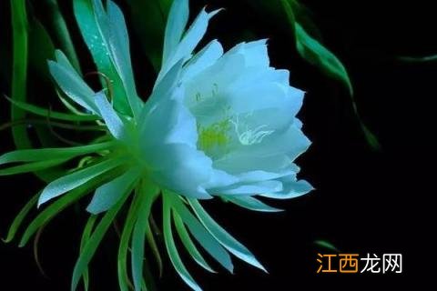 昙花图片及养殖方法 昙花一现养殖方法