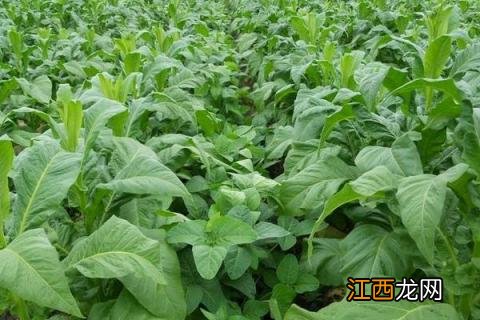 烤烟施钾肥时间，钾肥喷雾对烤烟有什么作用