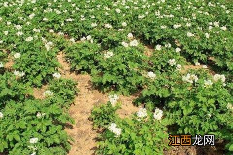 马铃薯怎样施追肥 马铃薯追肥时间，用什么肥料更好