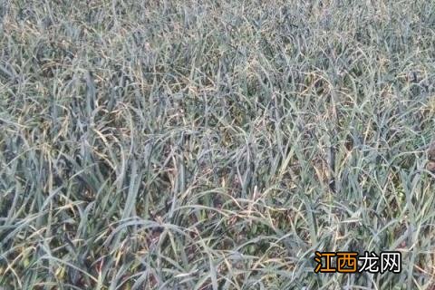 独头蒜的种植方法和时间，对土壤气候有什么要求