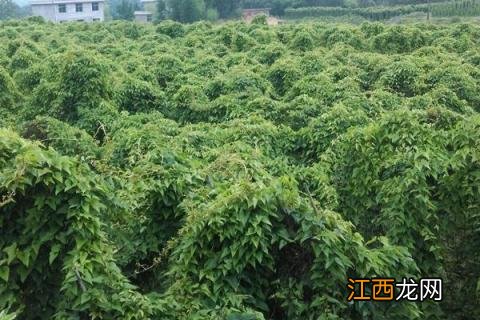 山药悬空种植 山药悬空种植技术视频