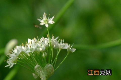 韭菜怎么种植方法，怎么存储 韭菜如何储藏