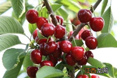 车厘子树苗什么时候种 车厘子树苗什么时候种植