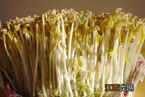 豆芽怎么种植方法，附过程 豆芽怎么种植技术