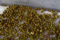 豆芽怎么种植方法，附过程 豆芽怎么种植技术