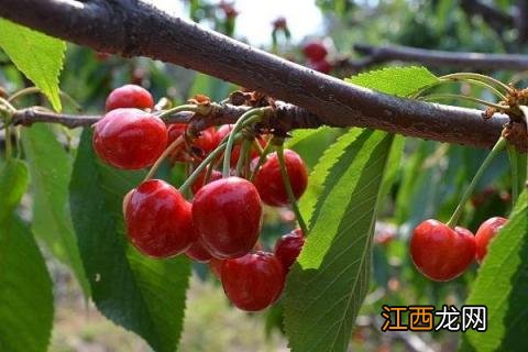 车厘子树苗几月份种植，几月适合移栽