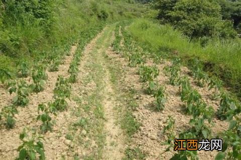 辣椒种植技术与管理 辣椒的种植时间和管理技术