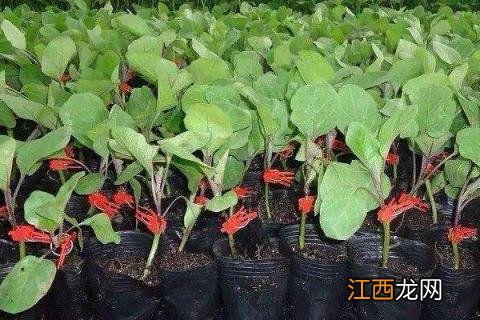 茄子嫁接技术图解 嫁接茄子技术，附操作流程