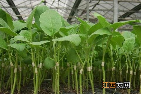 茄子嫁接技术图解 嫁接茄子技术，附操作流程