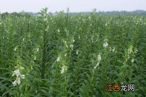 芝麻控旺时间，4至6叶能控旺吗 芝麻控旺最佳时间在什么时间