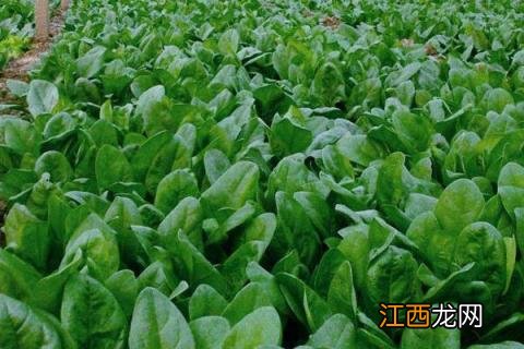 菠菜种子怎么种,种前怎么处理 菠菜种子怎么种才能出的好