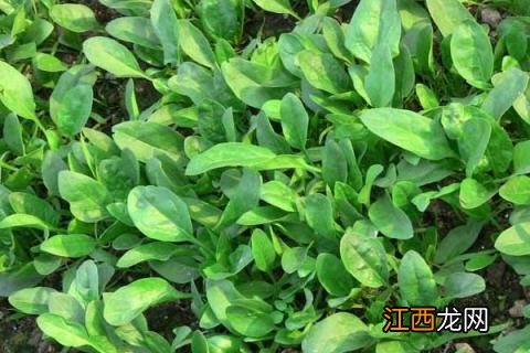 菠菜种子怎么种,种前怎么处理 菠菜种子怎么种才能出的好