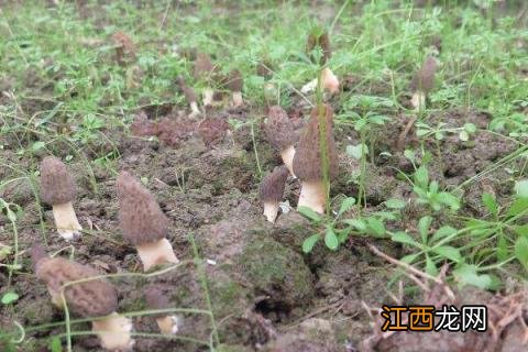 羊肚菌种植技术羊肚菌种植方法 羊肚菌室内种植技术