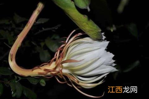 昙花一现养殖方法 昙花图片养殖方法