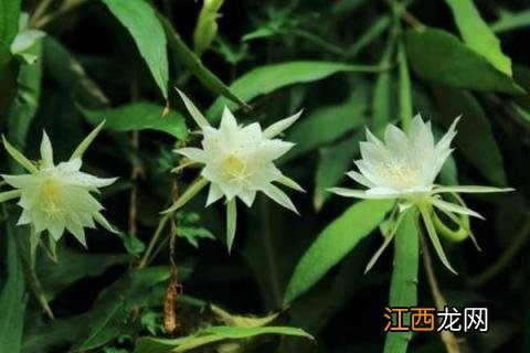 昙花一现养殖方法 昙花图片养殖方法