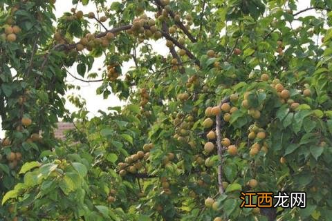 杏子怎么种植才更甜 杏子怎么种植