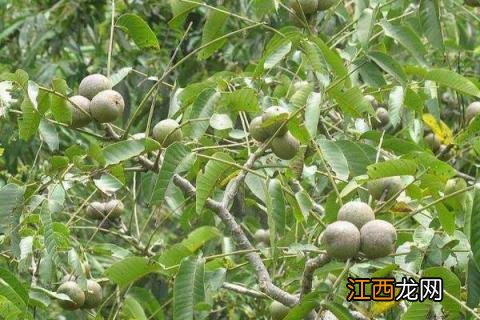 核桃树的夏季修剪和管理 核桃树夏季管理措施