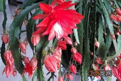 令剑花的养殖方法 令箭怎样养护