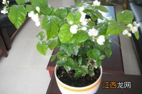 夏季茉莉花的养殖方法和注意事项 夏季茉莉花的养殖方法