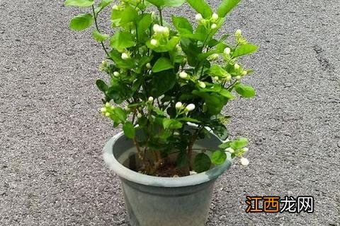 夏季茉莉花的养殖方法和注意事项 夏季茉莉花的养殖方法