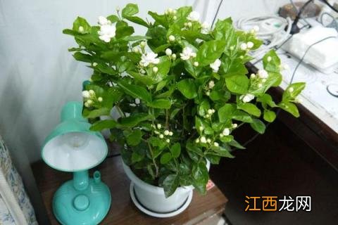 夏季茉莉花的养殖方法和注意事项 夏季茉莉花的养殖方法
