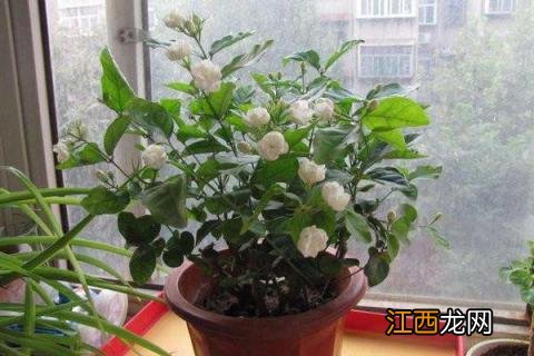 夏季茉莉花的养殖方法和注意事项 夏季茉莉花的养殖方法