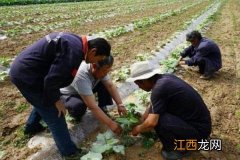 贵族南瓜的种植方法 贵族南瓜种植技术