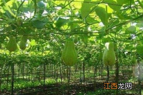 怎样种佛手瓜种植 佛手瓜最简单的种植方法