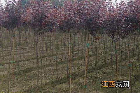 红叶李种植方法 红叶李怎么种植