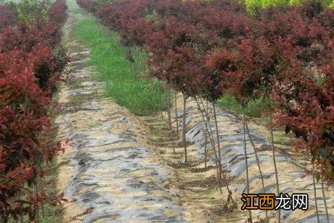 红叶李种植方法 红叶李怎么种植