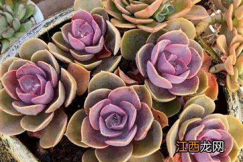 多肉植物红心莲怎么养 多肉红心莲的养殖方法